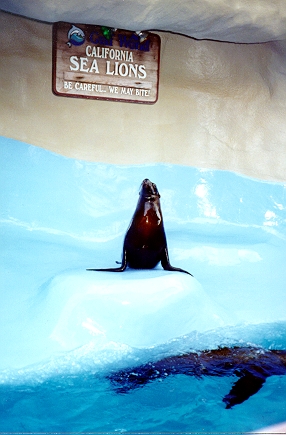 sealion.jpg (17443 bytes)